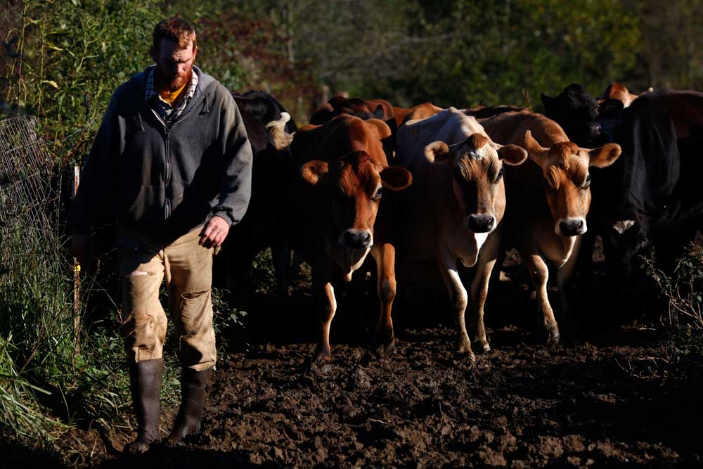 nick nolan walking with his cows toward the barn